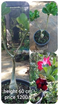 Adenium