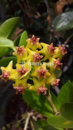 Hoya Plants