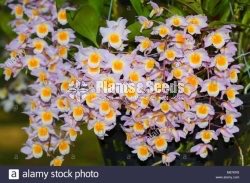 Den. Farmeri pink
