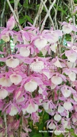 Den. Aphyllum FLower Plants