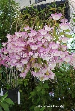 Den. Aphyllum FLower Plants