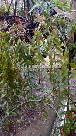 Den. Aphyllum FLower Plants