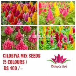 Cilosiya Mix Seeds (6 colours )