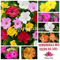 Hendirikka Mix Seeds