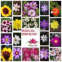 Cosmos Mix Seeds 