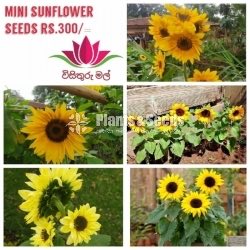Mini Sunflower Seeds