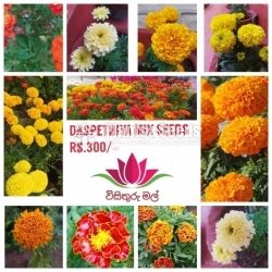 Daspethiya Mix Seeds