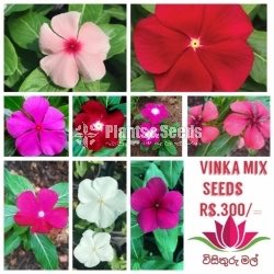  Vinka Mix Colurs Seeds