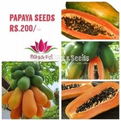  Papaya Mix Seeds