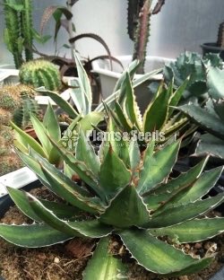 Aloe Cactus