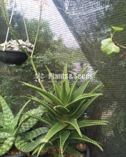 Aloe Cactus