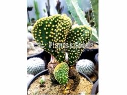 Bunny Ear's Cactus
