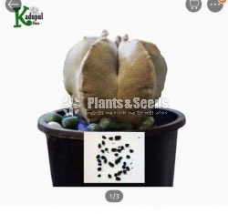 Cactus Seeds