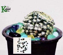 Cactus Seeds