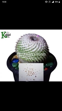 Cactus Seeds