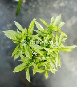 Wathusudda (වතුසුද්ද )