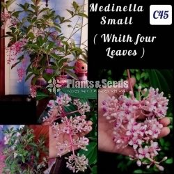 Medinela