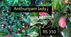 Anthurium Lady J