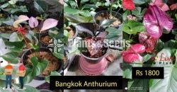 Bankok Anthurium