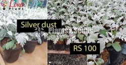 Silver Dust
