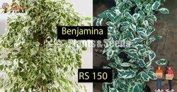 Benjamina
