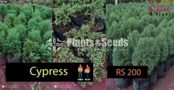 Cypress