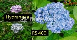 Hydrangea