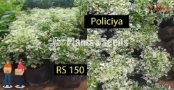 Policiya