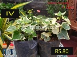 IVY Plants
