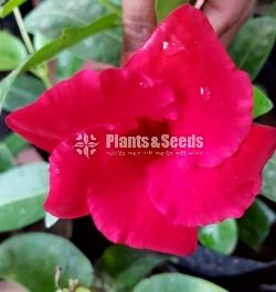 Butter Cup (Red,Pink,White)