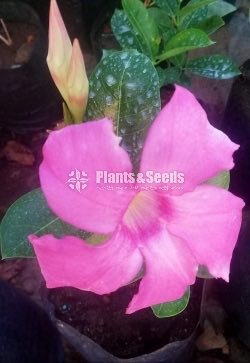 Butter Cup (Red,Pink,White)