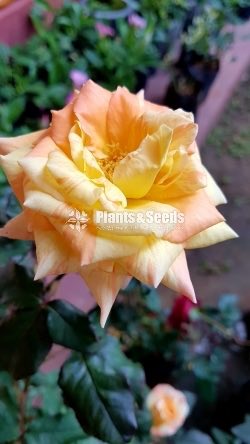 Roses