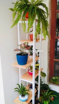 Indoor Wall stand-8000