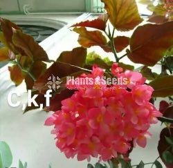 Begonia Collection