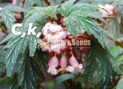 Begonia Collection
