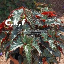 Begonia Collection