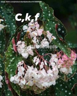 Begonia Collection