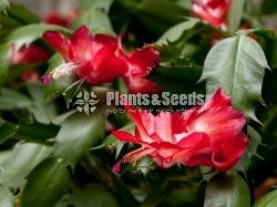 Christmas Cactus Plant (ක්‍රිස්මස් කැක්ටස්) 3 Colors