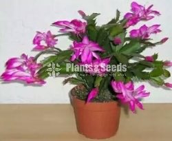 Christmas Cactus Plant (ක්‍රිස්මස් කැක්ටස්) 3 Colors