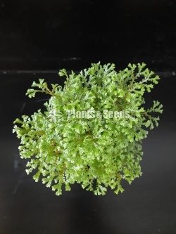 Outdoor Plants