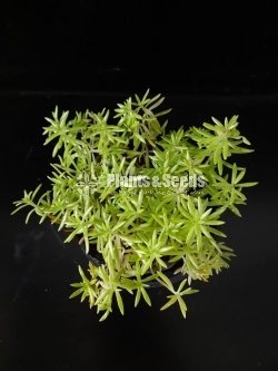 Outdoor Plants