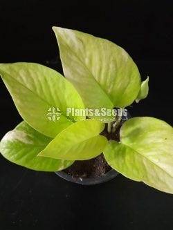 Outdoor Plants