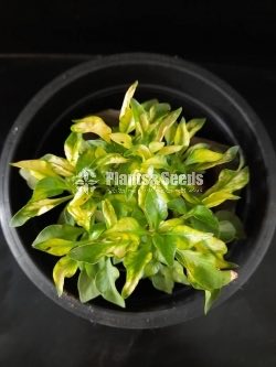 Outdoor Plants