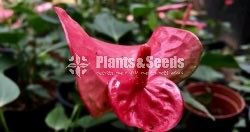 Anthurium Package 1999