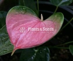 Anthurium Package 1999