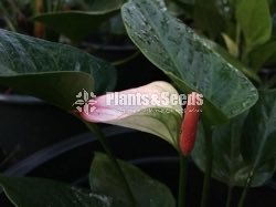 Anthurium Package 1999