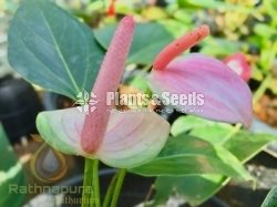 Anthurium Package 1999