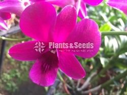 Denrobium Collection with Flowers