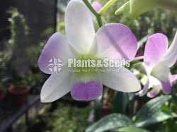 Denrobium Collection with Flowers