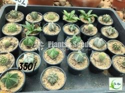 Cactus Collection